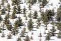 Evergreens in Winter snow Berkshires Massachusetts