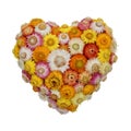 Everlasting Flower Heart Royalty Free Stock Photo