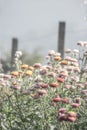 Everlasting flower (Helichrysum bracteatum).