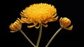 everlasting immortelle flower