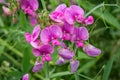 Everlasting Sweet Pea Flowers - Lathyrus latifolius Royalty Free Stock Photo