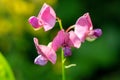 Everlasting sweet pea lathyrus latifolius flowers Royalty Free Stock Photo