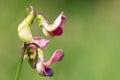 Everlasting sweet pea lathyrus latifolius flowers Royalty Free Stock Photo