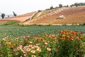 Everlastings plateau Royalty Free Stock Photo