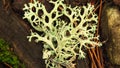 Evernia prunastri. Gray grey lichen growing on pine tree. Royalty Free Stock Photo