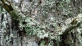 Evernia prunastri. Gray grey lichen growing on pine tree.