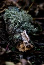 Evernia prunastri oakmoss on the fallen tree branch