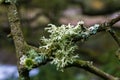 Evernia prunastri, oakmoss, lichen on branch.