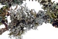 Evernia prunastri - oakmoss, lichen-coated branches of trees Royalty Free Stock Photo