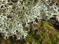 Evernia prunastri on tree branch and wood background.