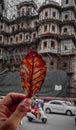 Autum leaf, with beauty and pain.