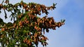 Abundance of Evergreen Pinecones in NYS