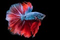 With every fin flutter and twist of its body the blue betta demonstrates a natural grace that reflects its inherent beauty Royalty Free Stock Photo