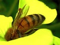 Bee on Sour Grass Flower Royalty Free Stock Photo