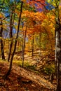 Every imaginable fall colors captured - Central Canada, ON, Canada