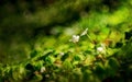 Morning awakening of flowers in the sun