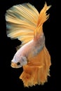 With every movement of its sleek body the golden tail betta creates a shimmering trail leaving a trail of brilliance in its wake