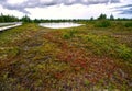 red bogs in New Brunswick