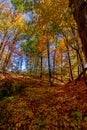 Every undulation covered with gold - Fall in Central Ontario, Canada Royalty Free Stock Photo