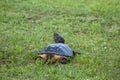 The common snapping turtle Chelydra serpentina on a meadow.