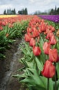 Skagit Valley Tulips Royalty Free Stock Photo