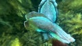 Australian Giant Cuttlefish mating at Stony Point Royalty Free Stock Photo