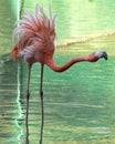 Everyday life of the pink flamingo