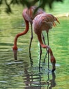 Everyday life of the pink flamingo