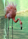 Everyday life of the pink flamingo