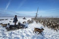 Everyday life of Russian aboriginal reindeer herders in the Arctic. Royalty Free Stock Photo