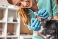 Is everything alright Young female veterinarian in work uniform is checking teeth of a fluffy black cat in veterinary