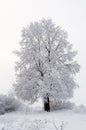 Everything is covered with snow. Fabulous Christmas trees and festive mood Royalty Free Stock Photo