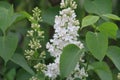 White on green. Beauty of nature