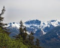 Snow capped Alaska mountain range through pine trees Royalty Free Stock Photo