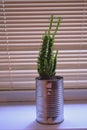 Eves pin cactus growing in tin can recycle in windowsill in Berlin Germany Royalty Free Stock Photo
