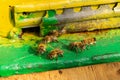 Evidence in the apiary. Bee family, bees at the entrance to the hive. Bee close-up.