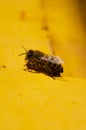 Evidence in the apiary. Bee family, bees at the entrance to the hive. Bee close-up.