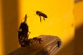 Evidence in the apiary. Bee family, bees at the entrance to the hive. Bee close-up.