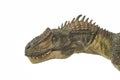 Allosaurus` head on white background Royalty Free Stock Photo