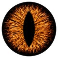 Evil animal eye iris macro illustration Royalty Free Stock Photo