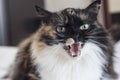 An evil beautiful tricolor cat bares its teeth