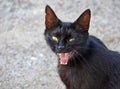 Evil black cat