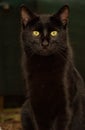 Evil black cat