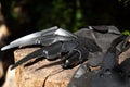 Evil black claw gloves laying on tree stump with blurred green background. Concept of creepy Halloween fun
