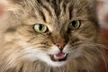 Evil cat Royalty Free Stock Photo