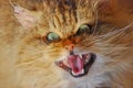 Angry scary wild cat Royalty Free Stock Photo