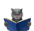 Evil cat in glasses is reading a book Royalty Free Stock Photo