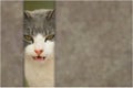 Evil cat Royalty Free Stock Photo