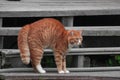 Evil cat on the stairs