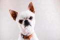 Evil Chihuahua looks into the camera with a displeased expression of the muzzle. Royalty Free Stock Photo